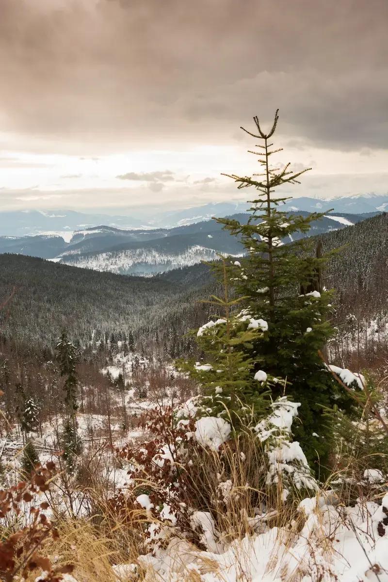 Загальні положення